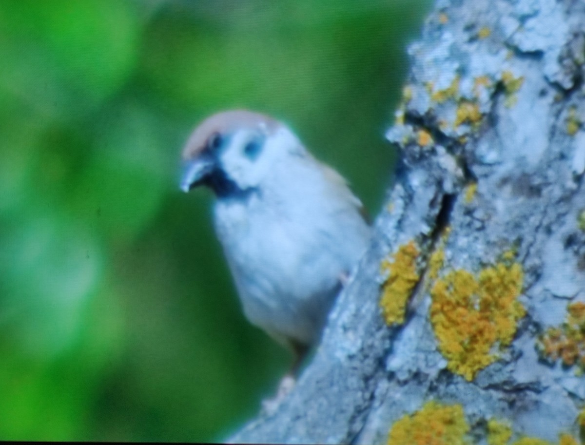 Eurasian Tree Sparrow - Carlos Herranz
