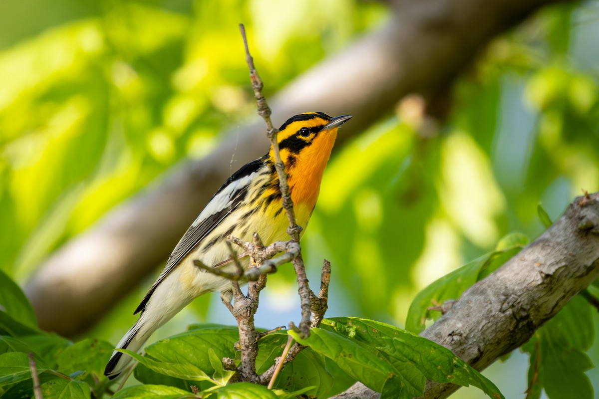 Blackburnian Warbler - Michael Warner