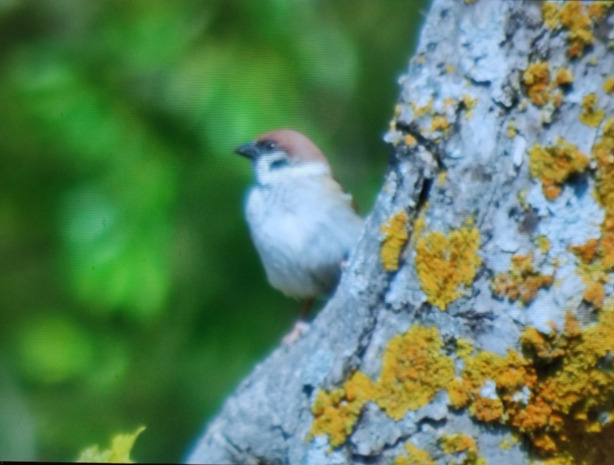 Eurasian Tree Sparrow - Carlos Herranz