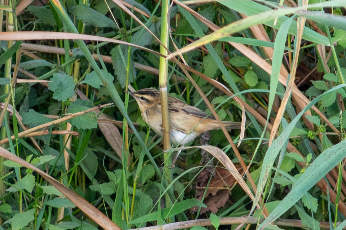 Sedge Warbler - tunahan sinan