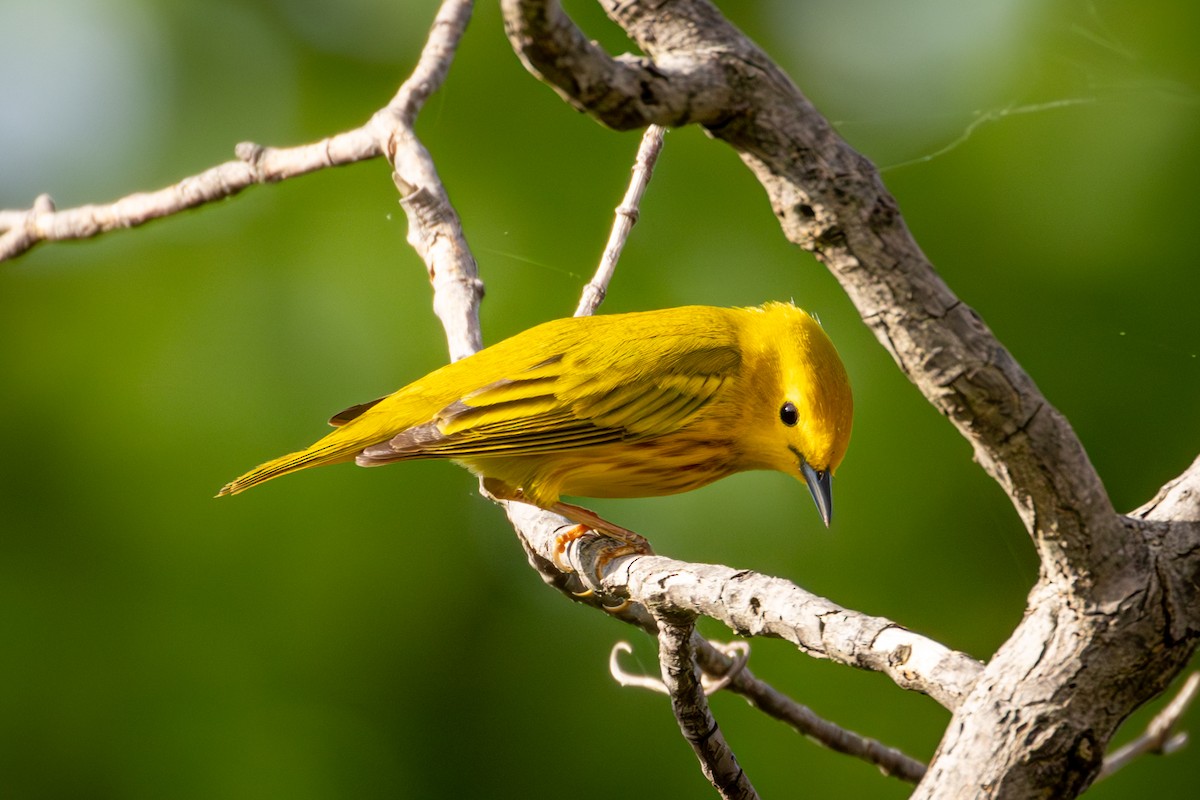 Yellow Warbler - Michael Warner