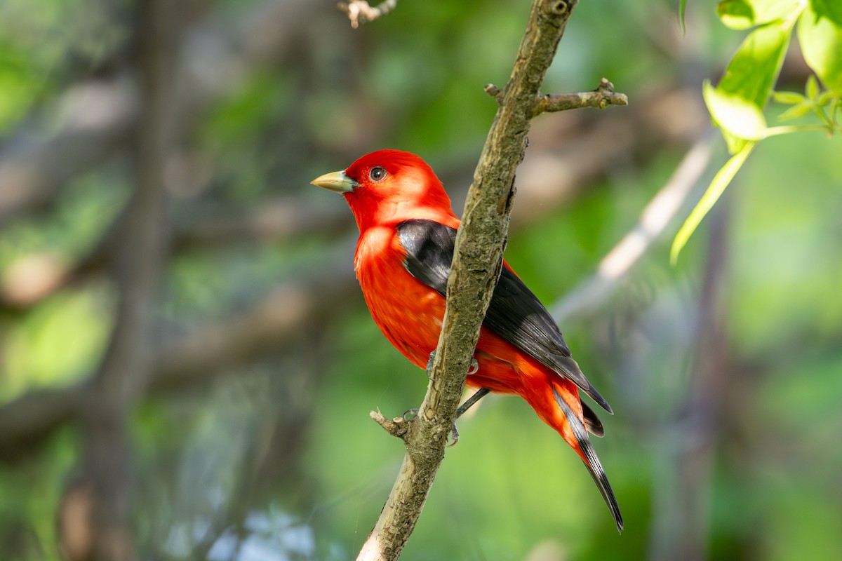 Scarlet Tanager - Michael Warner