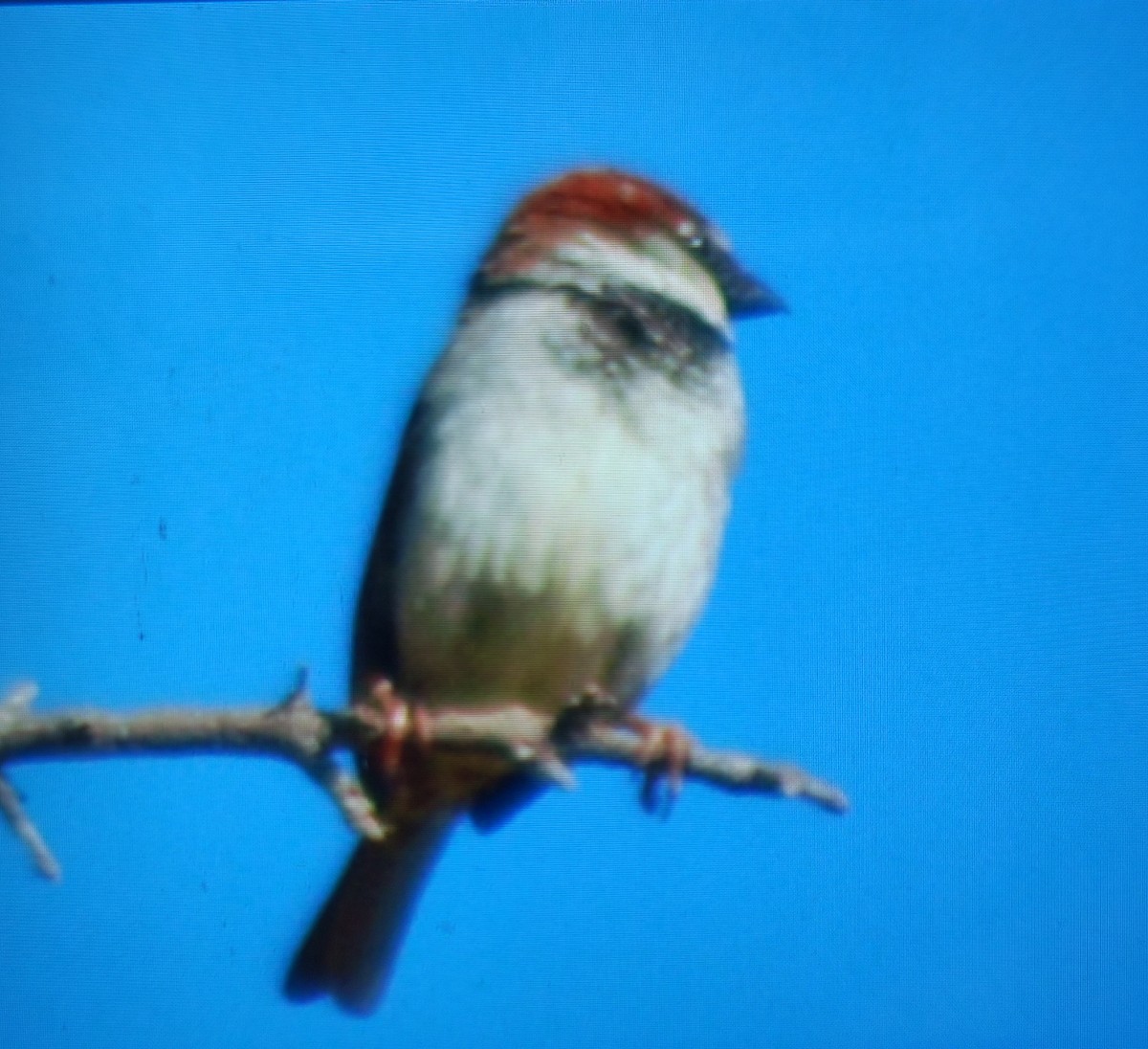 House Sparrow - Carlos Herranz