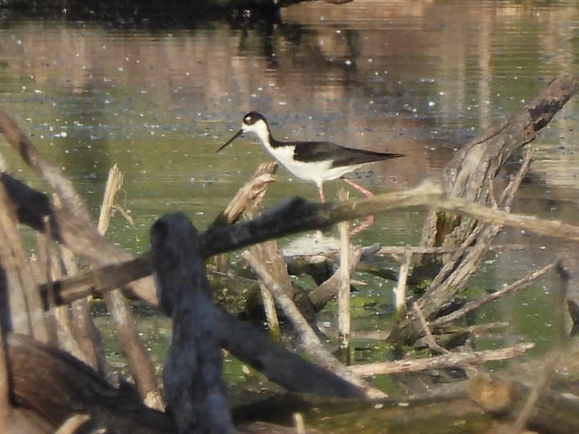 Black-necked Stilt - Susan Lamberts