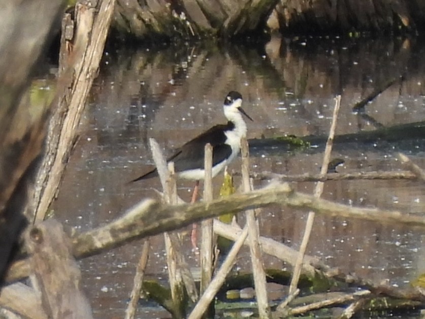 Black-necked Stilt - Susan Lamberts