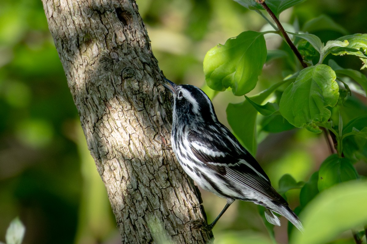Black-and-white Warbler - ML619480737