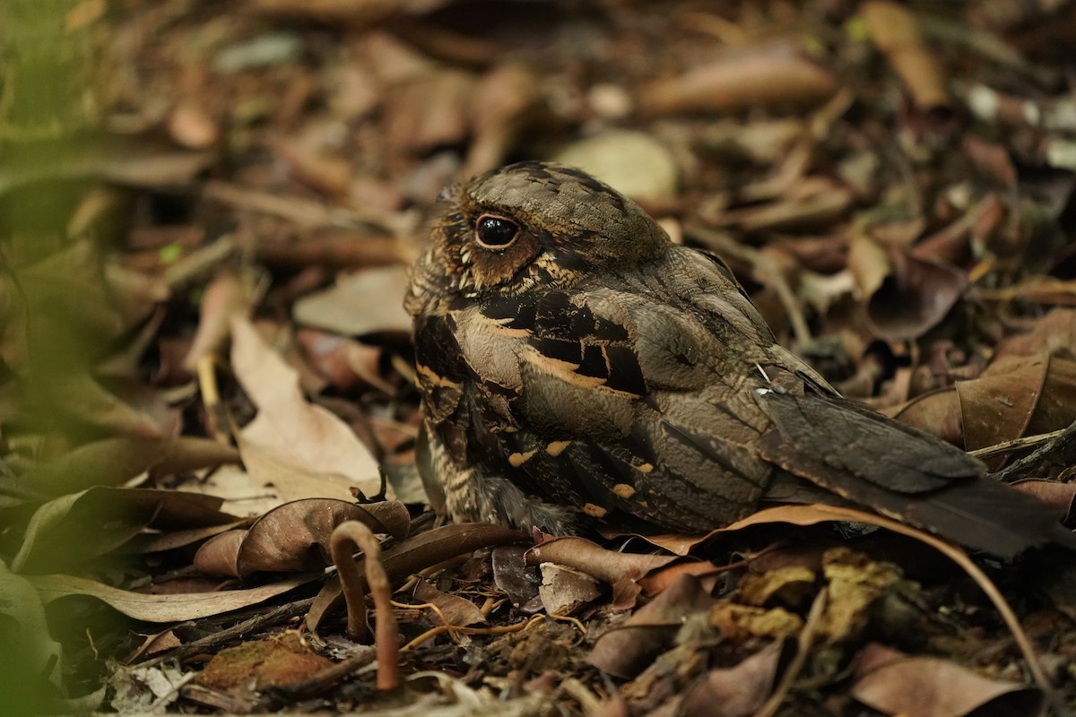 Large-tailed Nightjar - Keng Keok Neo