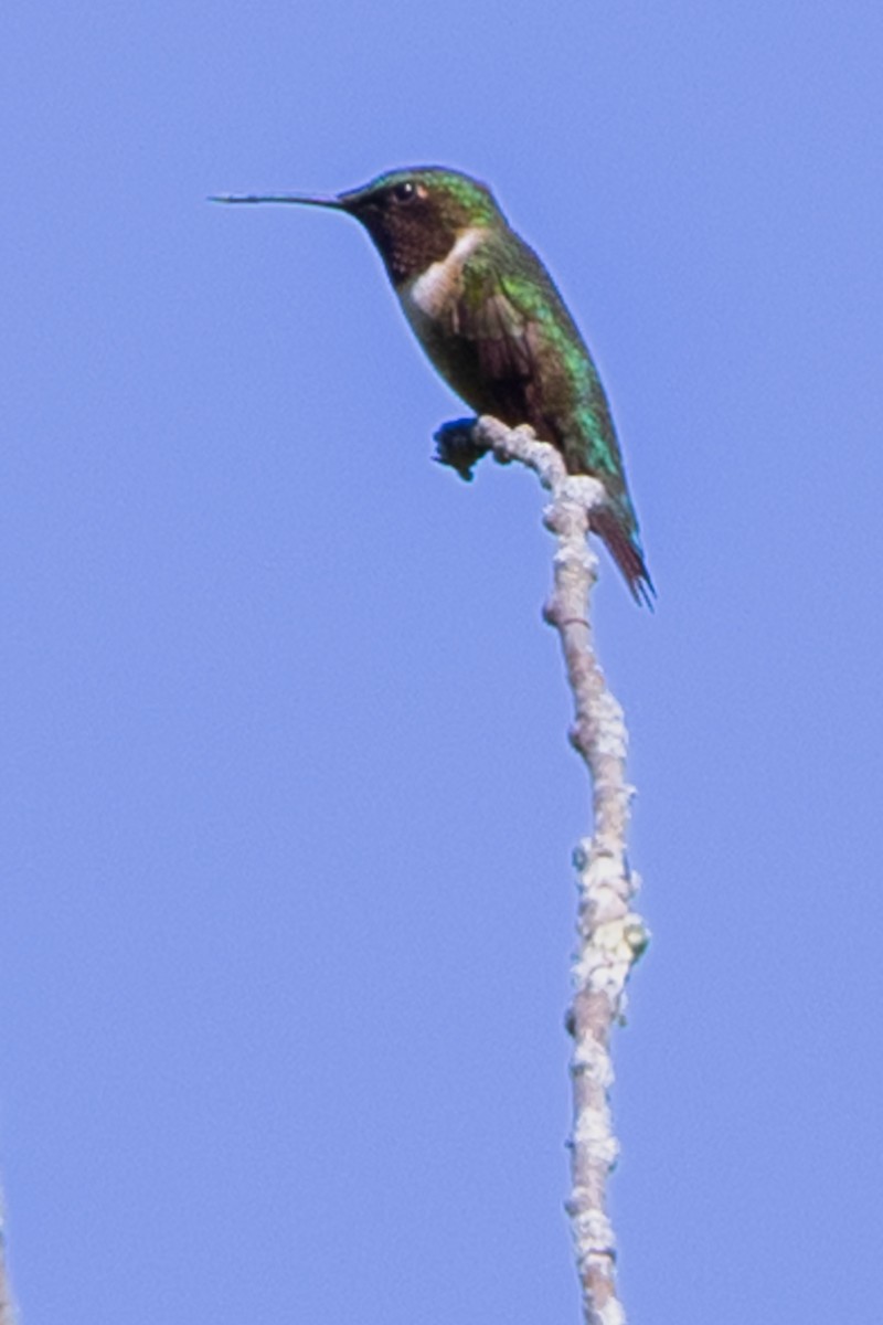 Yakut Boğazlı Kolibri - ML619480746