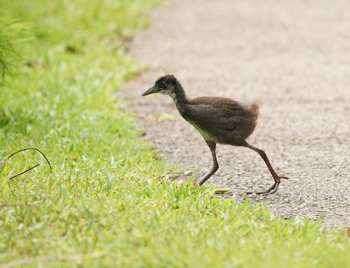 White-breasted Waterhen - ML619480747