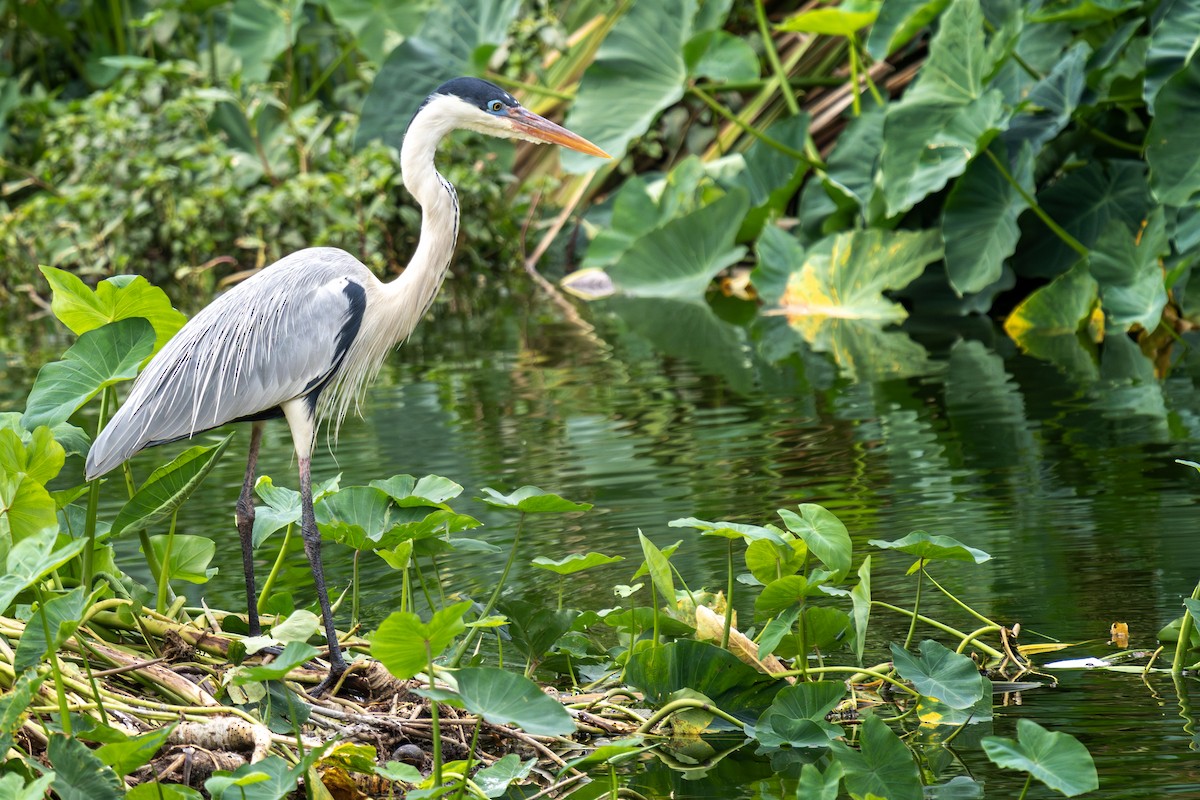 Cocoi Heron - Fabio Guedes