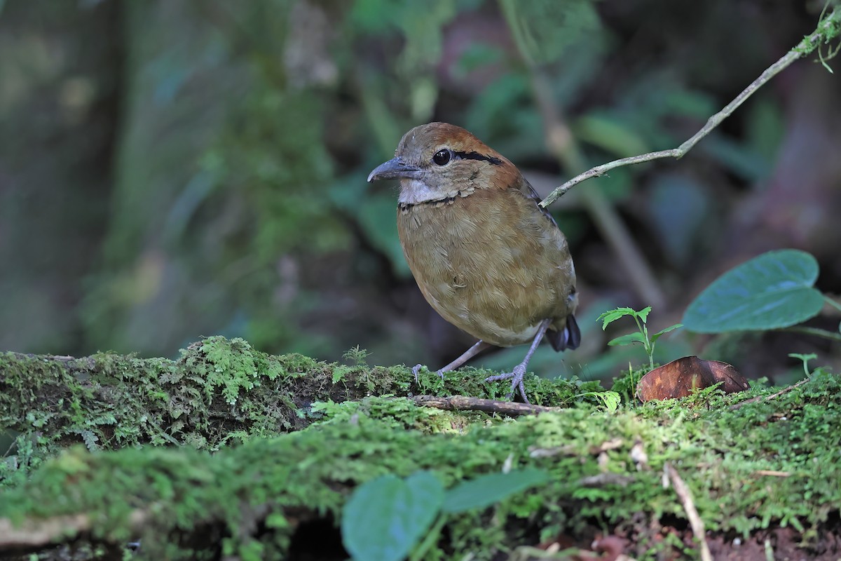 sumatrapitta - ML619480753