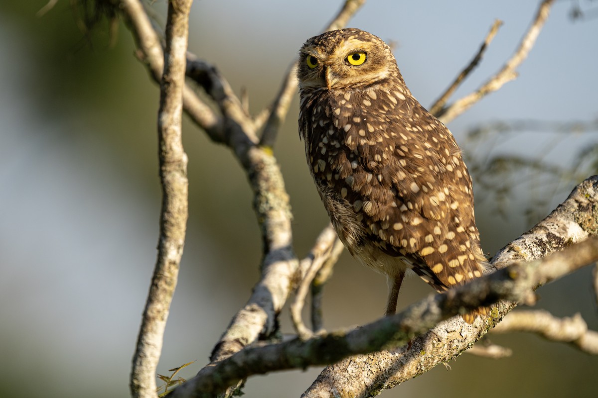 Burrowing Owl - Fabio Guedes