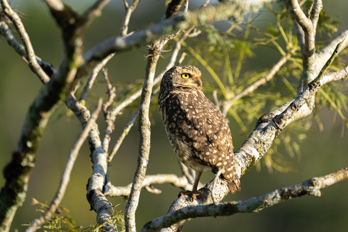 Burrowing Owl - Fabio Guedes