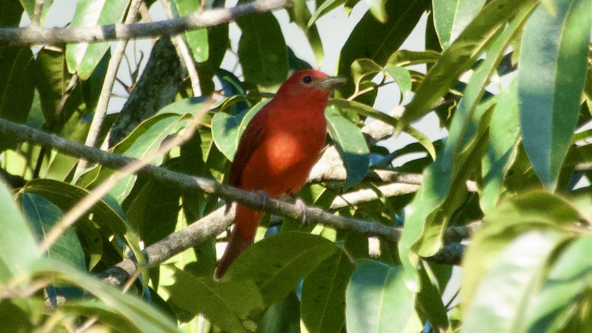 Summer Tanager - Jan Ekkers