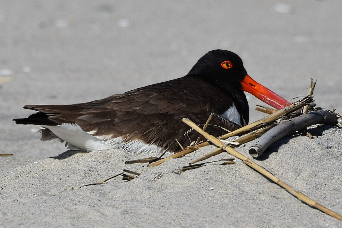 American Oystercatcher - Brenda Lindsey