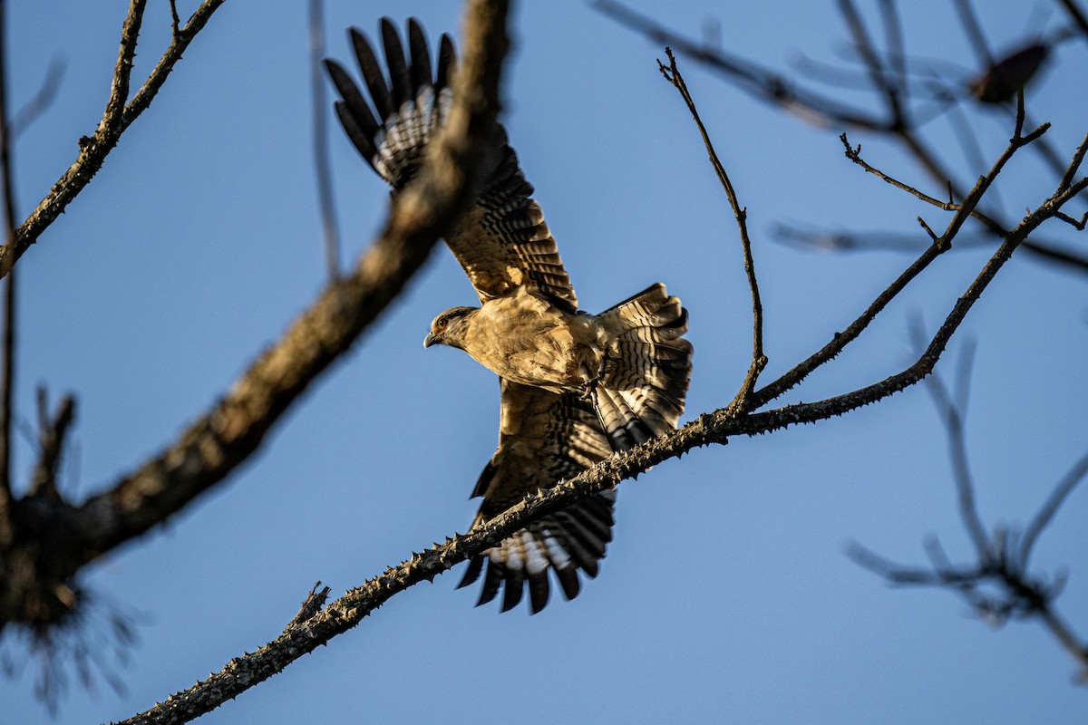 Yellow-headed Caracara - ML619480780