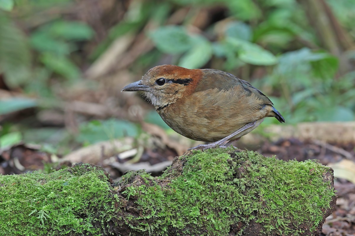 sumatrapitta - ML619480785