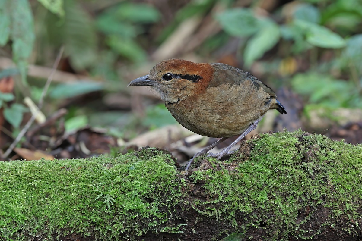 sumatrapitta - ML619480786