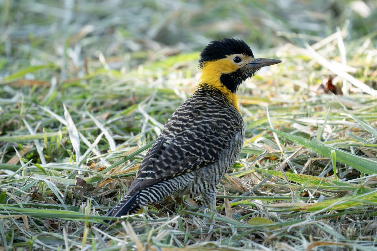 Campo Flicker - Fabio Guedes