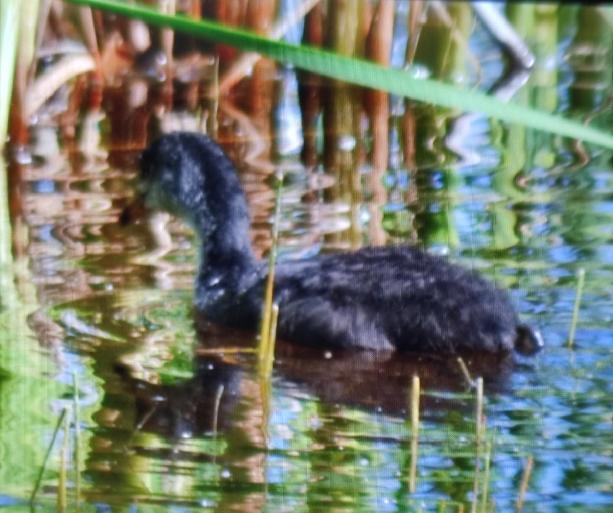 Eurasian Coot - Carlos Herranz