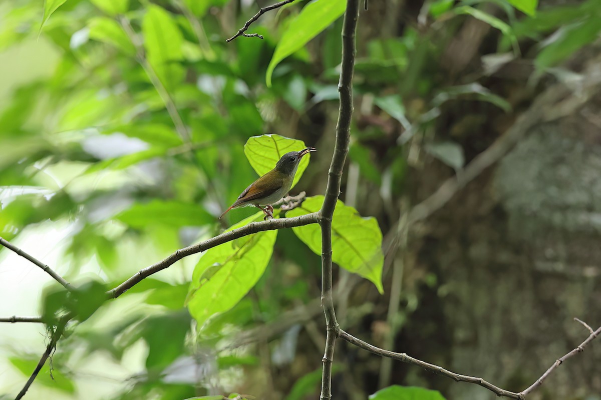 Temminck's Sunbird - Chun Fai LO