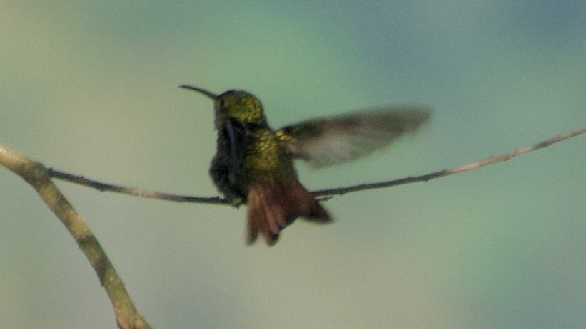 White-bellied Emerald - ML619480806