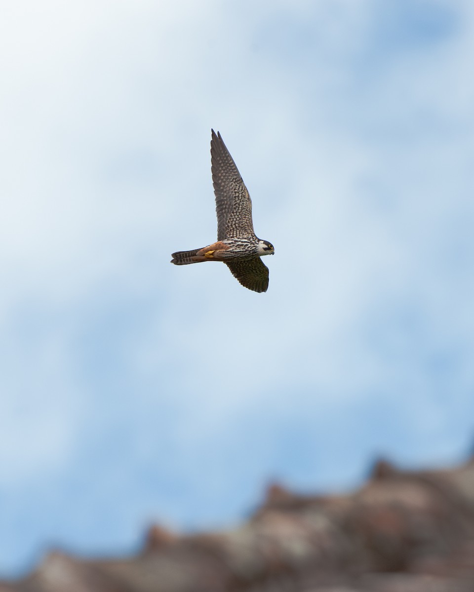 Eurasian Hobby - Detlef Koch