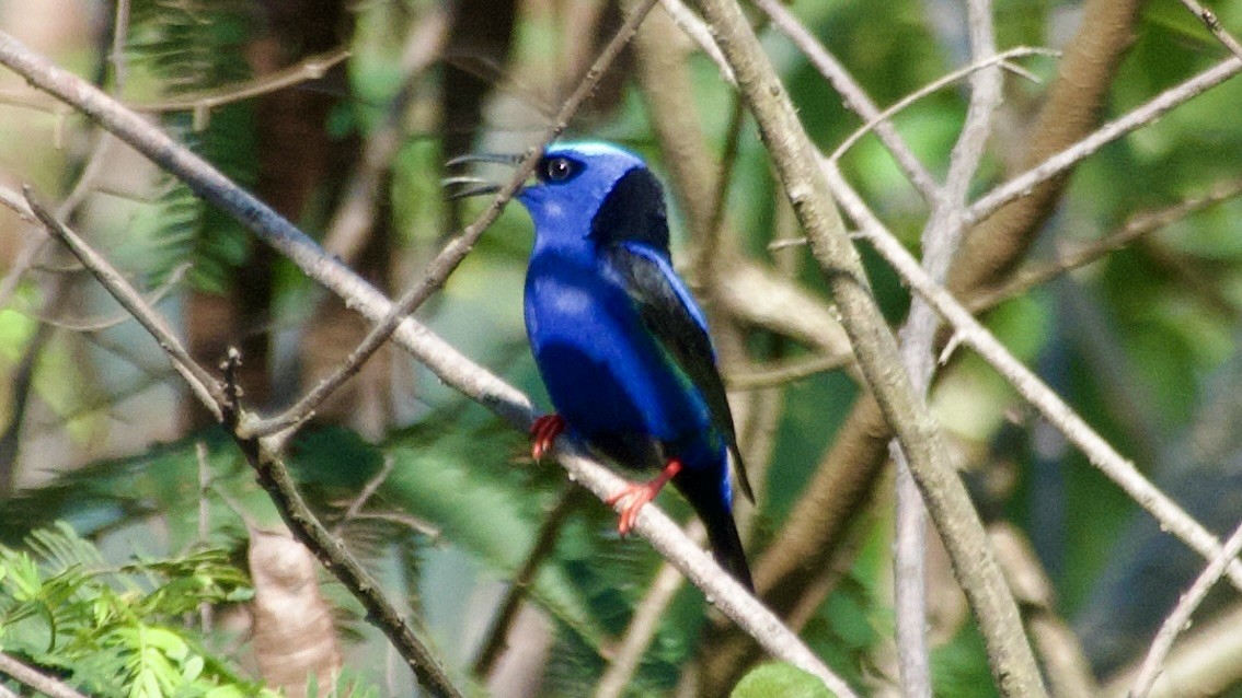 Red-legged Honeycreeper - ML619480812