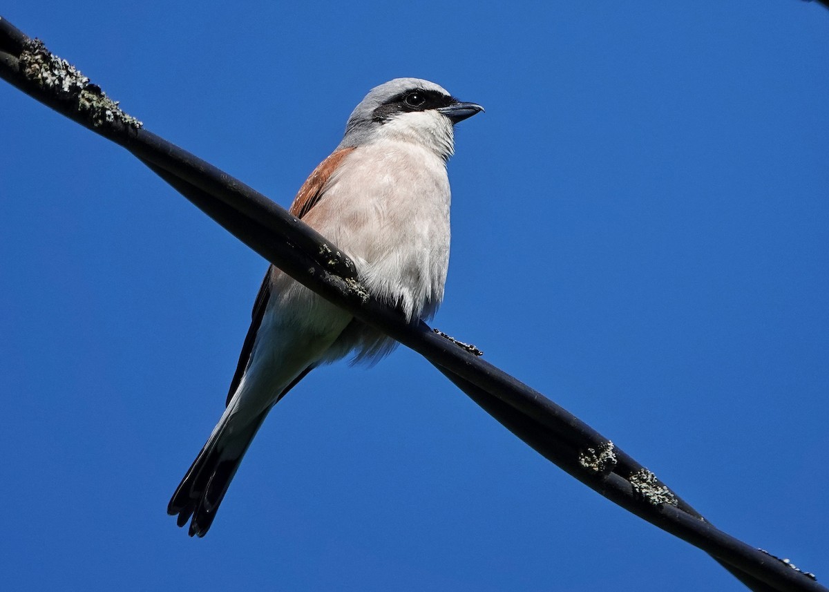 Red-backed Shrike - Thomas Gibson