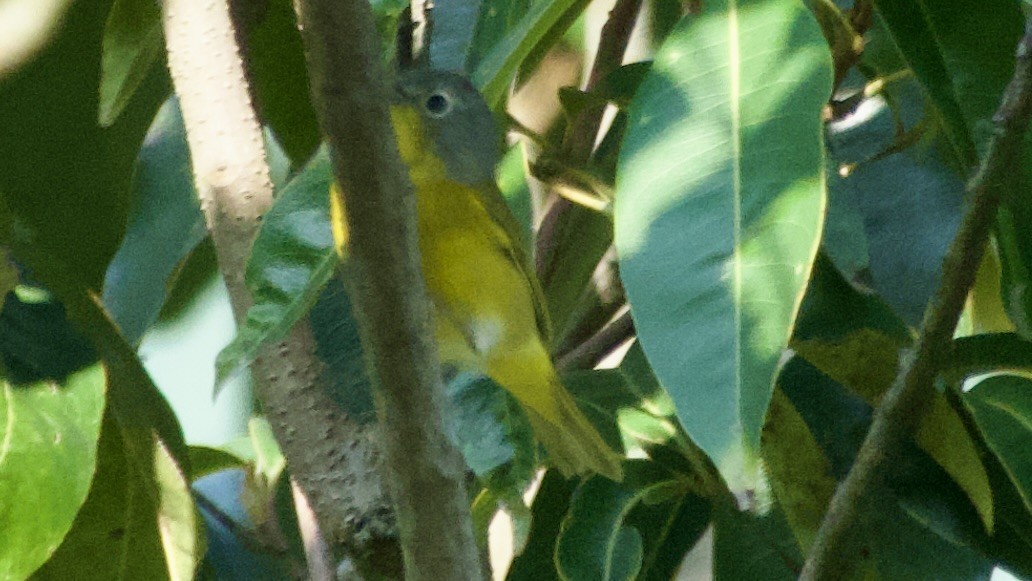 Nashville Warbler - Jan Ekkers