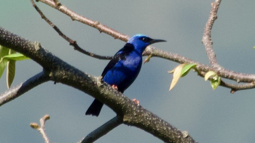 Red-legged Honeycreeper - Jan Ekkers