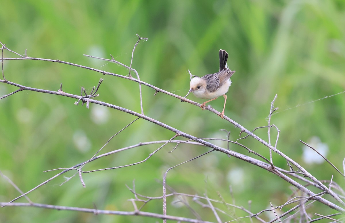 Golden-headed Cisticola - ML619480831