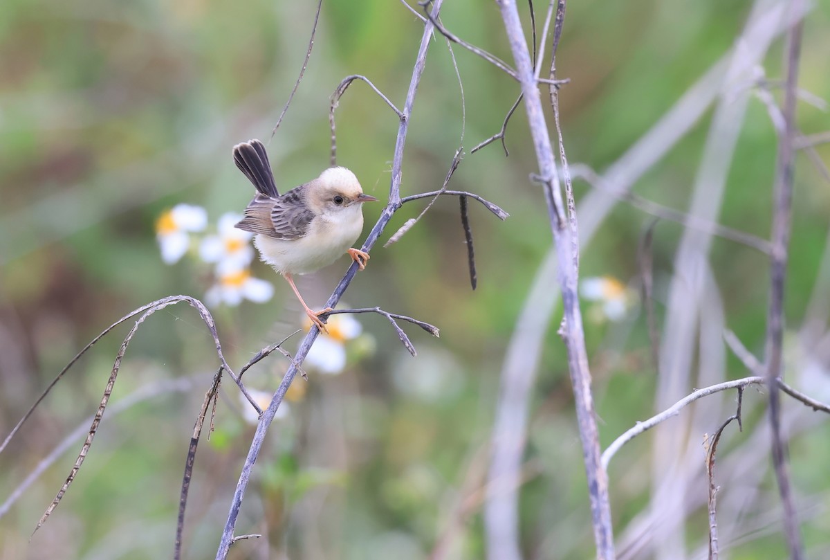 Golden-headed Cisticola - Allen Lyu