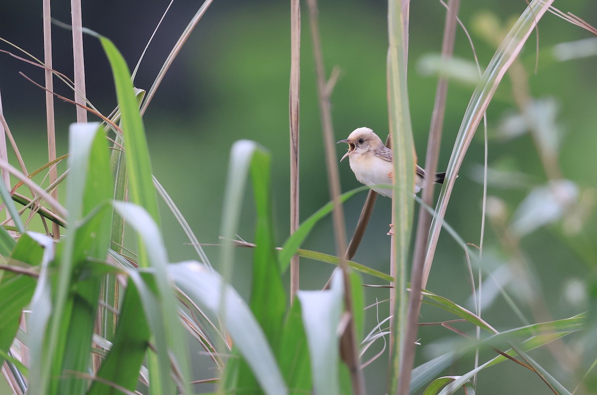 Golden-headed Cisticola - ML619480844