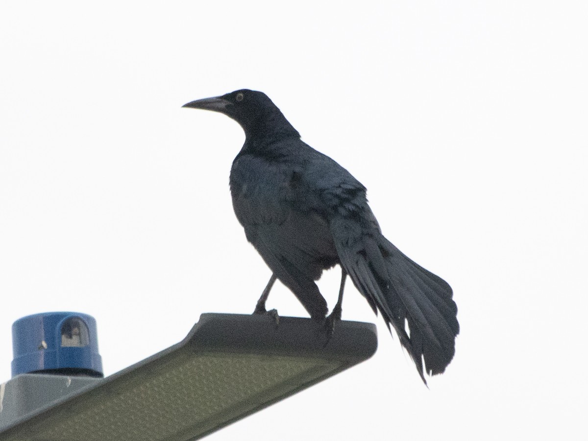 Great-tailed Grackle - Rene sun