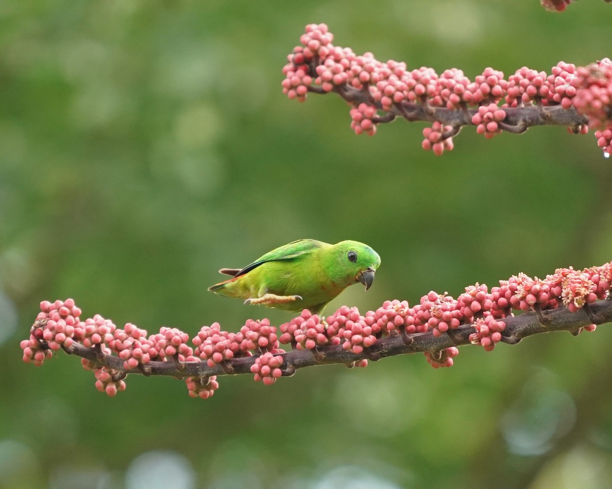 Blue-crowned Hanging-Parrot - Keng Keok Neo