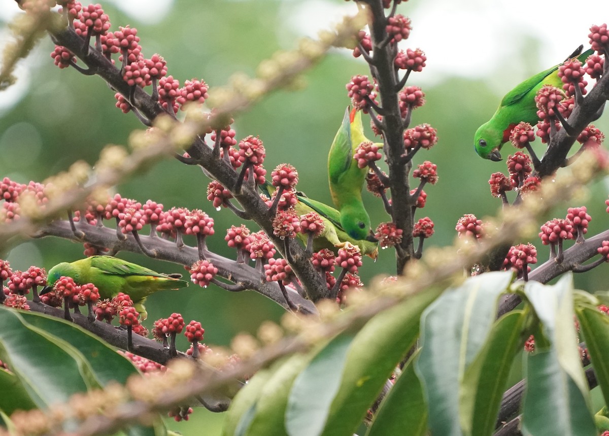 Blue-crowned Hanging-Parrot - Keng Keok Neo