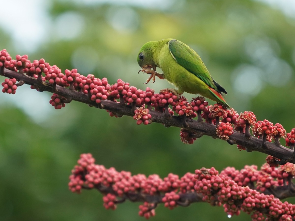 Blue-crowned Hanging-Parrot - Keng Keok Neo