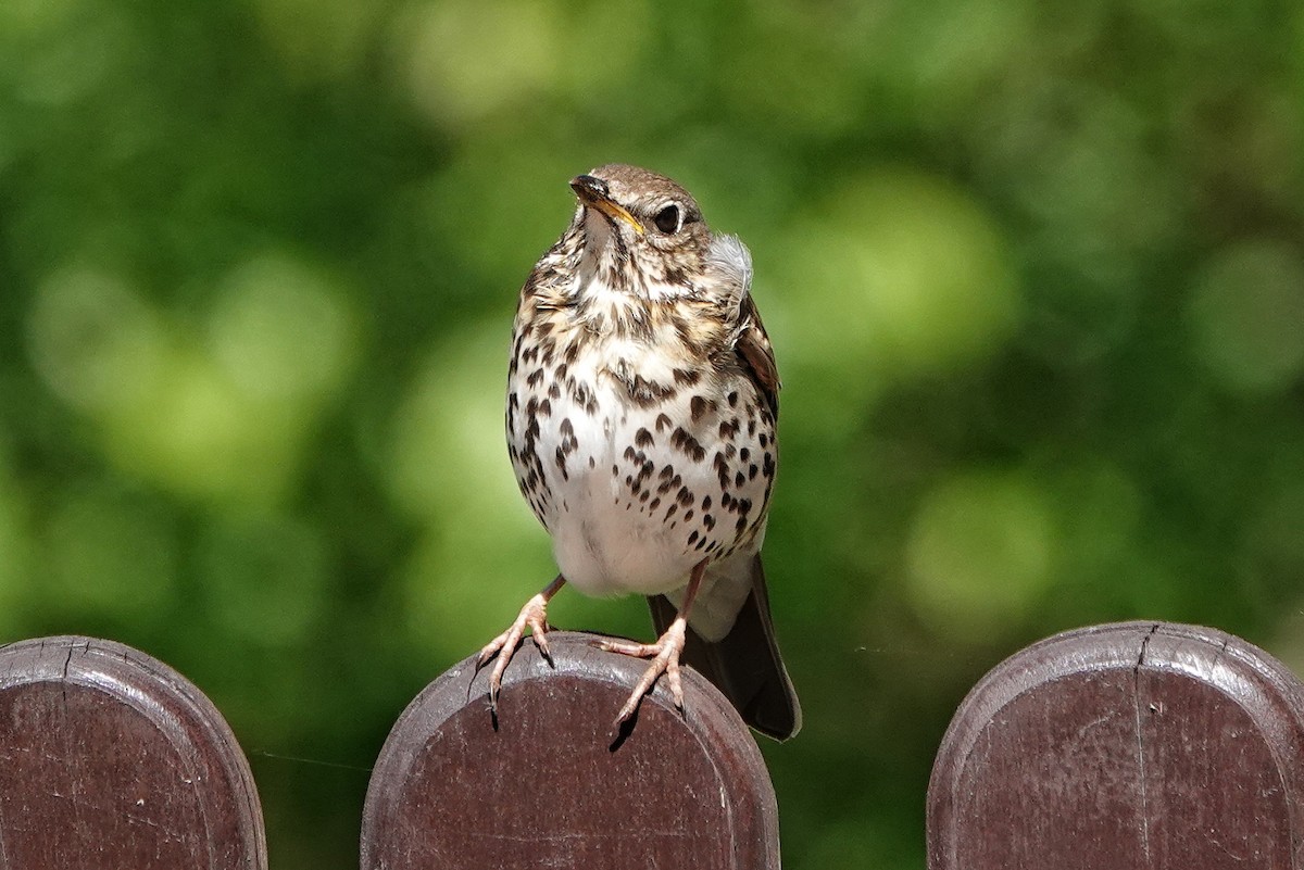 Song Thrush - Thomas Gibson