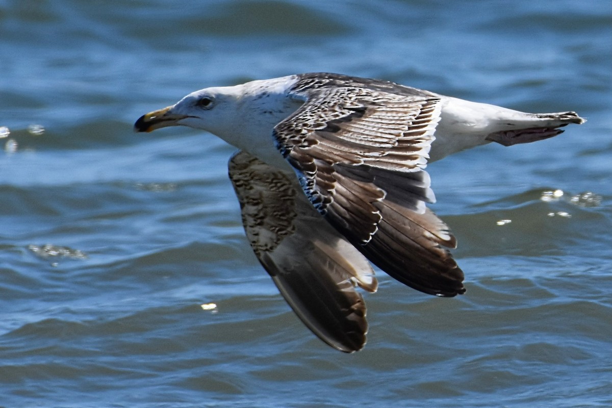 Great Black-backed Gull - Brenda Lindsey