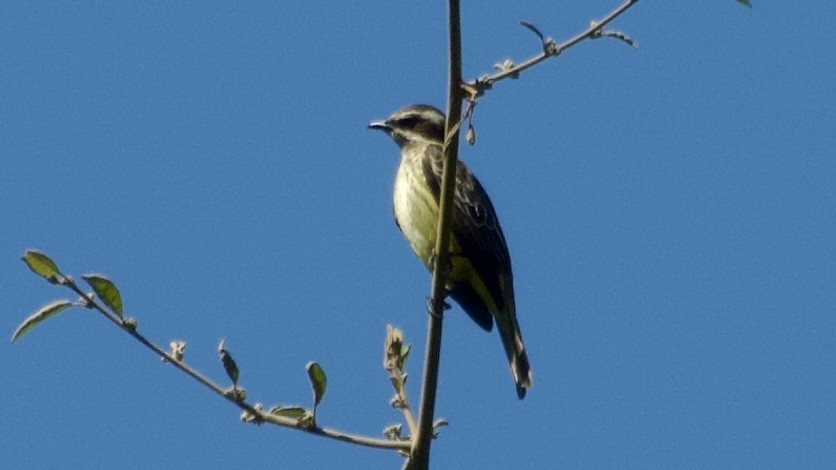 Piratic Flycatcher - Jan Ekkers