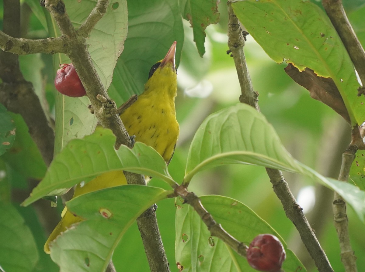 Black-naped Oriole - Keng Keok Neo