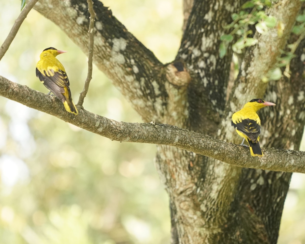 Black-naped Oriole - Keng Keok Neo