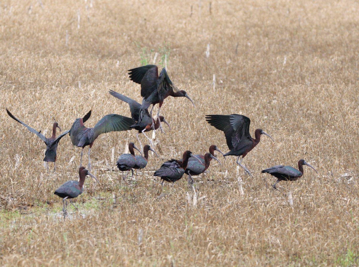 Glossy Ibis - ML619480870