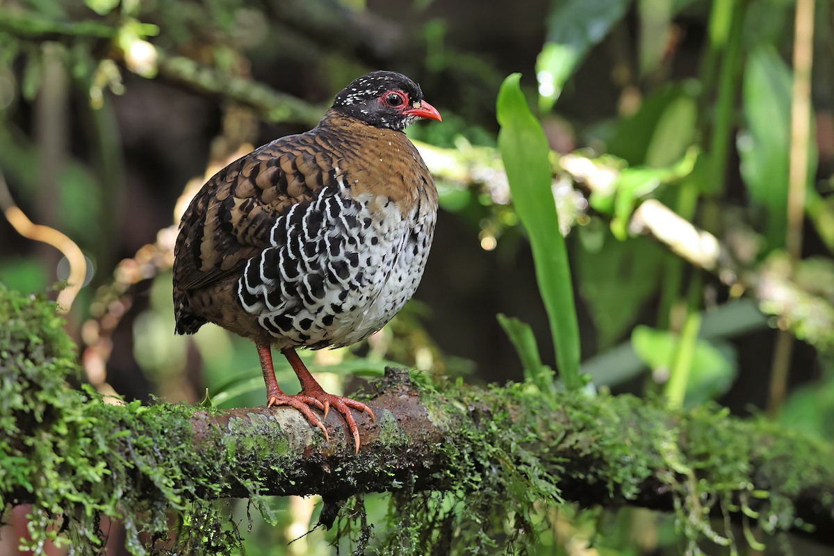 Red-billed Partridge - ML619480872