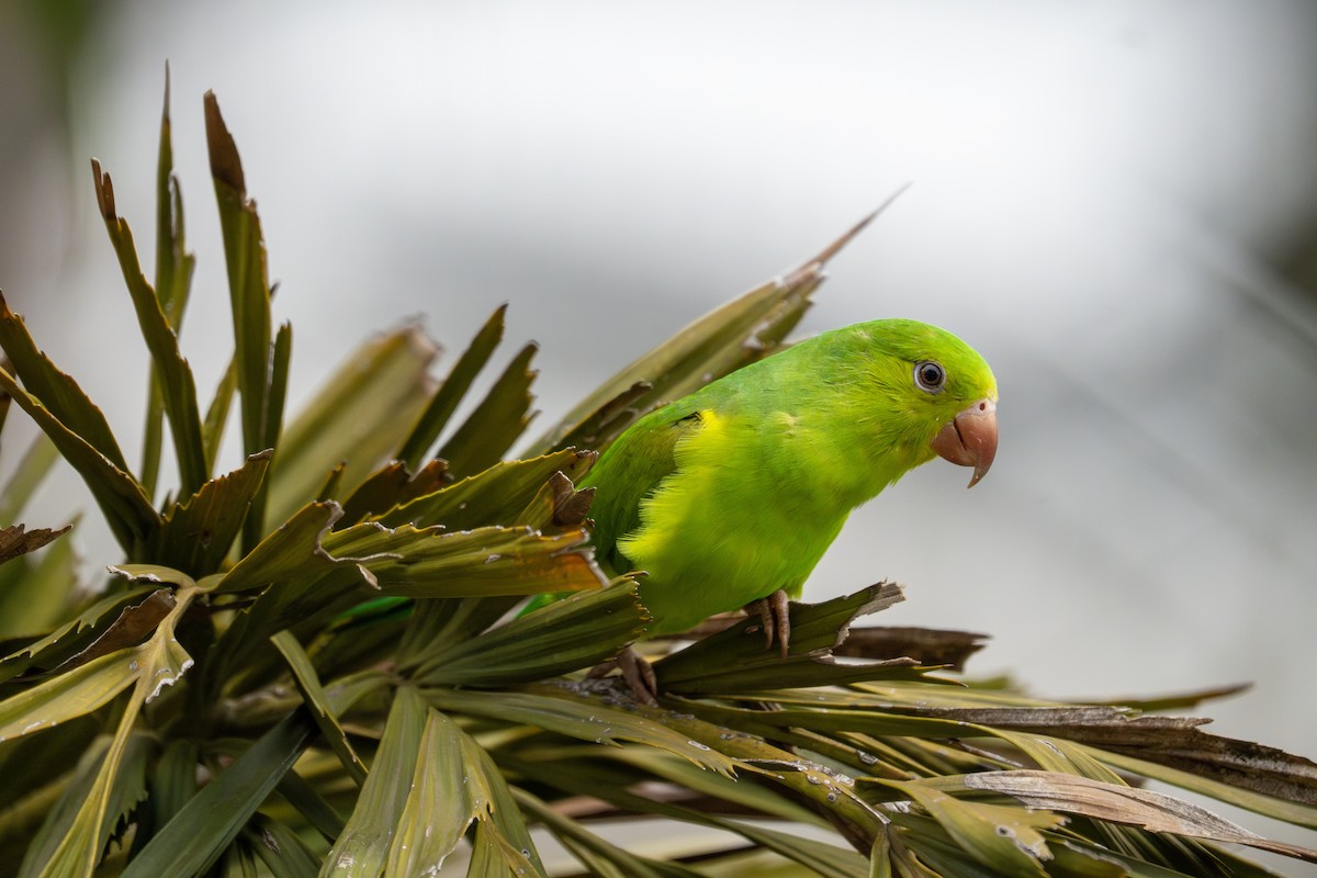 Plain Parakeet - ML619480873