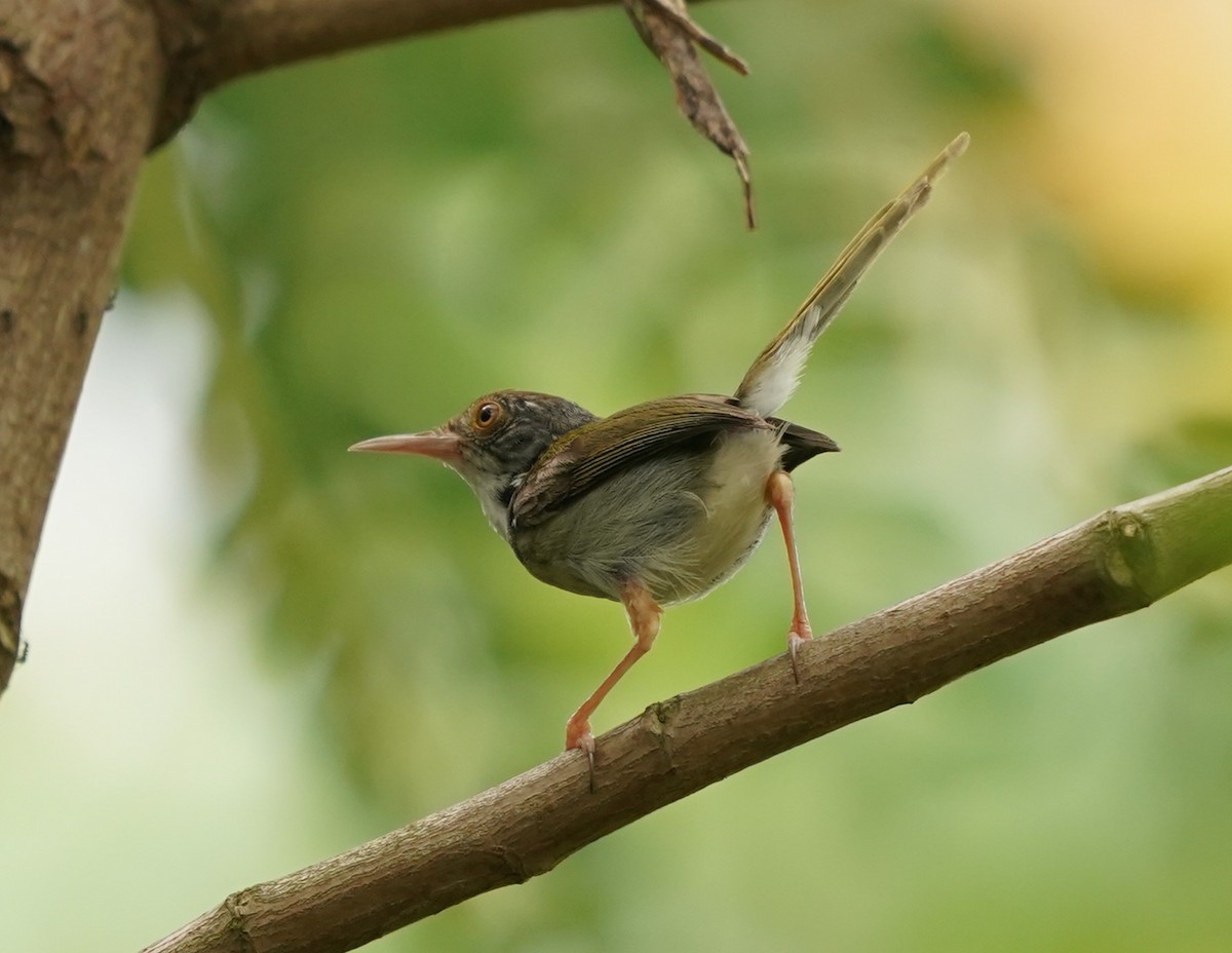 Common Tailorbird - Keng Keok Neo