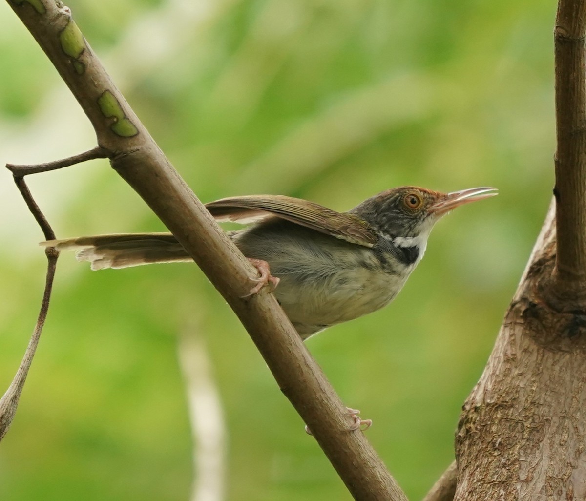 Common Tailorbird - Keng Keok Neo