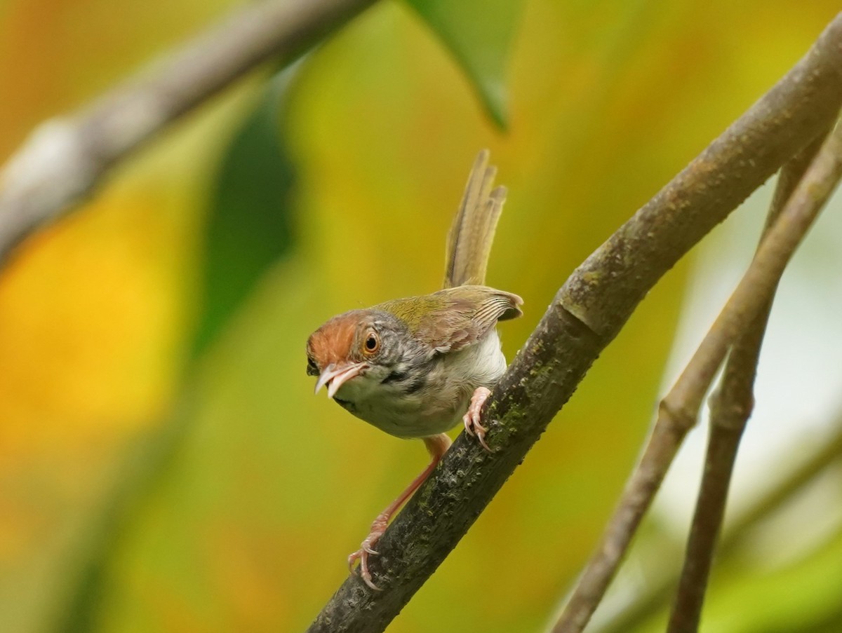 Common Tailorbird - Keng Keok Neo