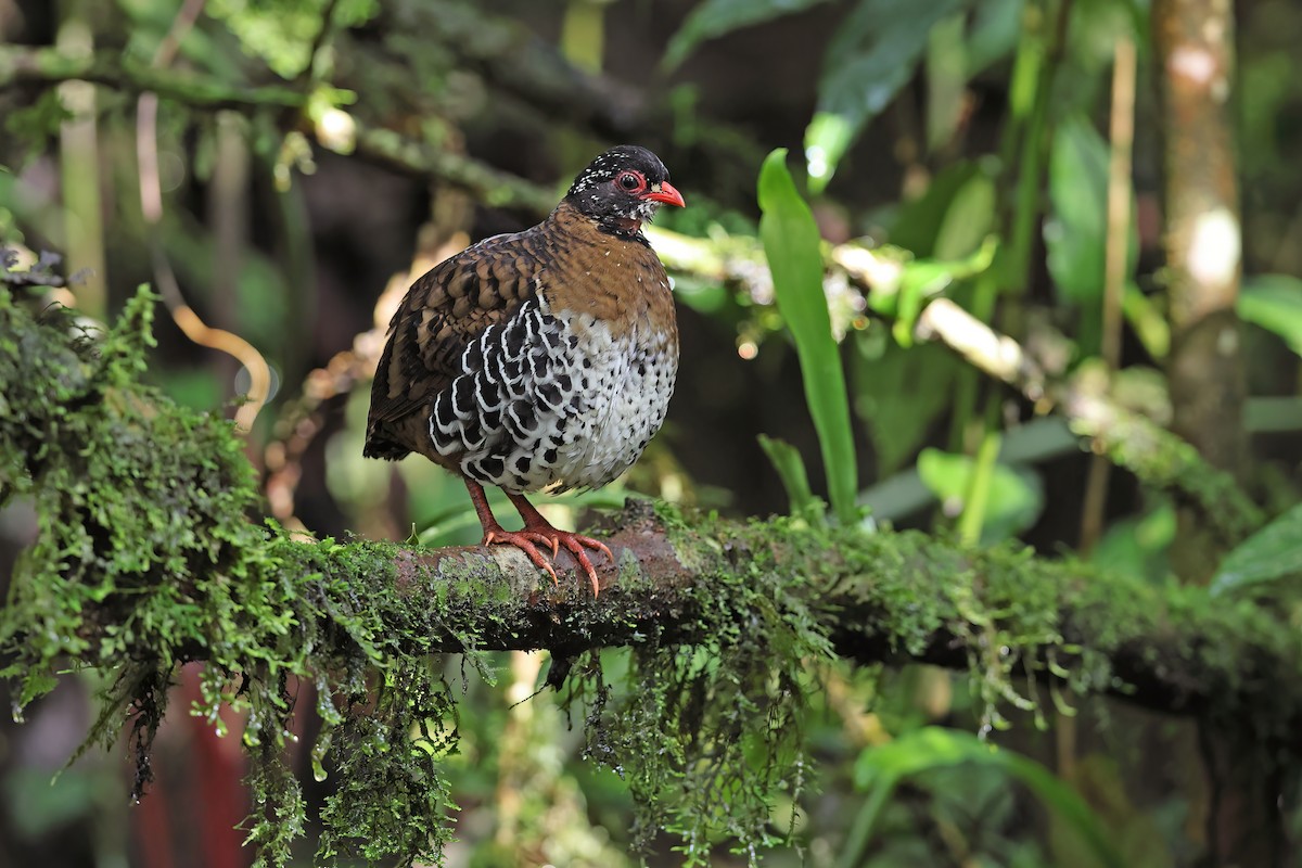 Red-billed Partridge - ML619480877